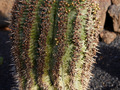 Euphorbia Horrida IMG_2804 